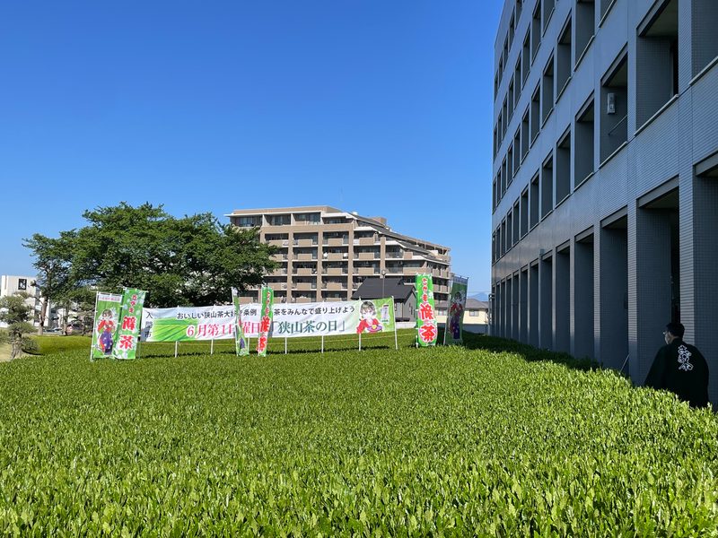 狭山茶をPRするのぼりが立つ入間市の茶畑