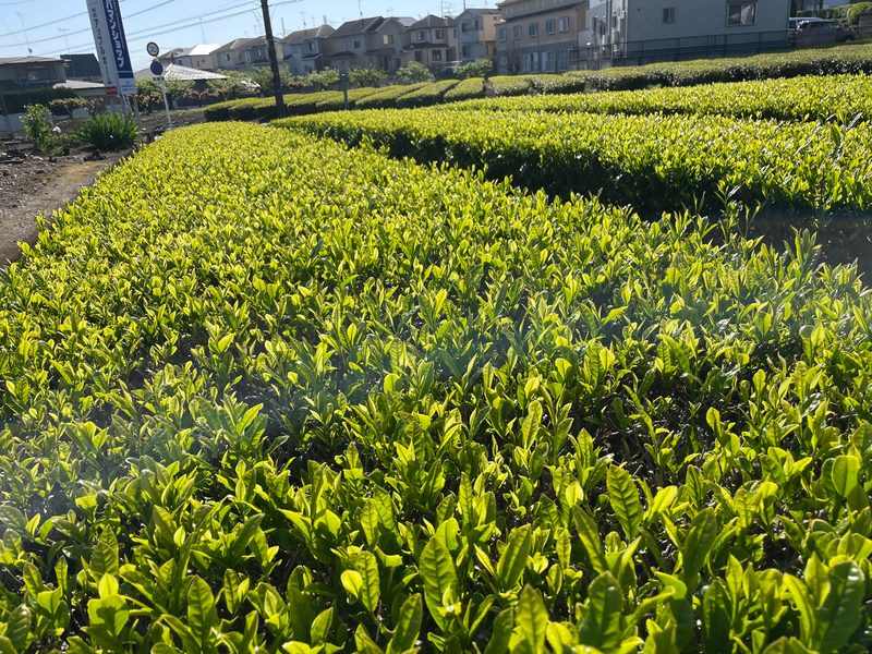入間市の茶畑